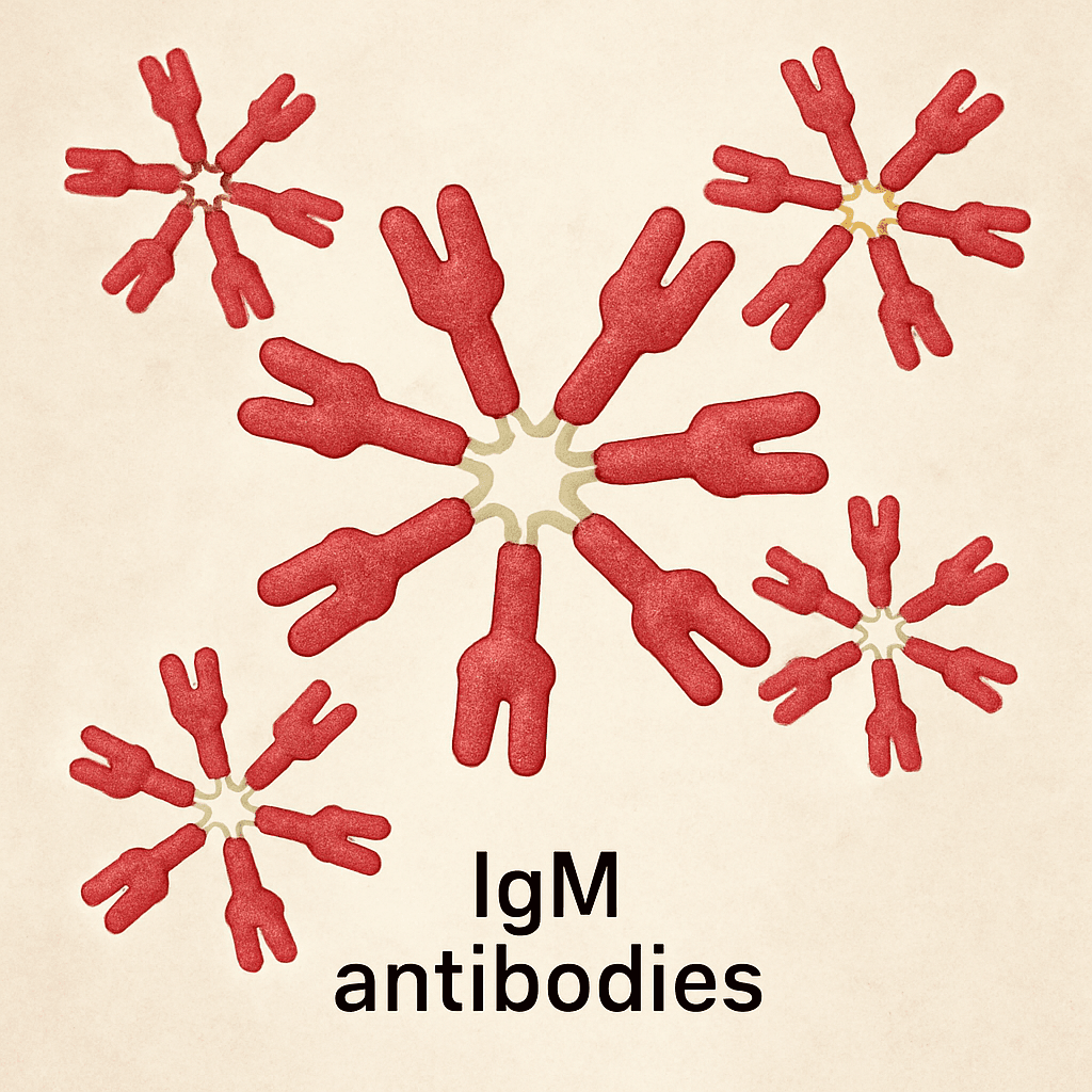 IgM